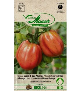 TOMATE COEUR DE BOEUF D'ALBENGA (Canestrino), plante en ligne