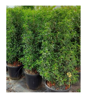 Laurier du Portugal/ Prunus lusitanica
