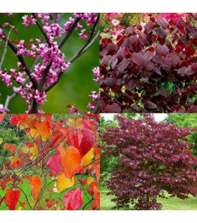 Gainier du Canada rouge/ Cercis canadensis Forest Pansy