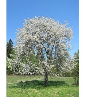 Merisier/Prunus avium