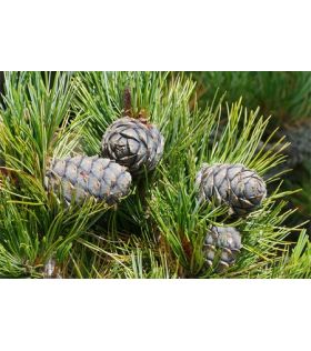 Arole/Pinus cembra