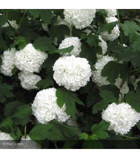 Viorne boule de neige/Viburnum opulus Roseum