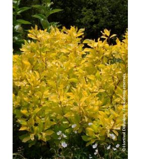 Cornus alba Aurea/cornouiller doré