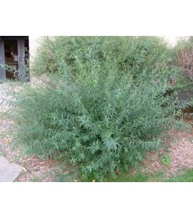 Salix purpurea Nana/saule