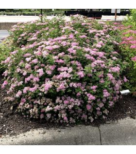 Spiraea japonica Little Princess