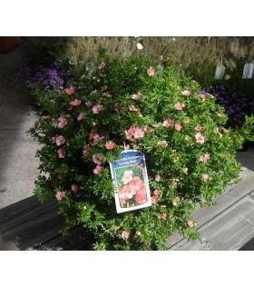 Potentilla fruticosa Lovely Pink/potentille rose