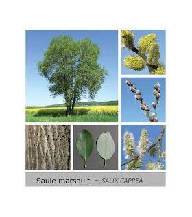 Salix caprea/Saule marsault