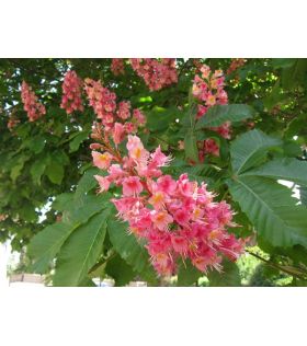 Aesculus carnea Briotii / Marronnier à fleurs rouges