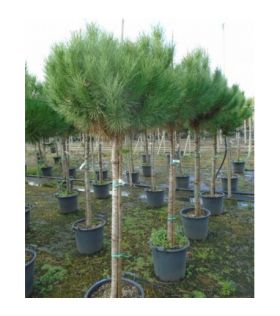 Pinus pinea/Pin parasol tige