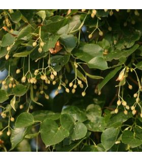 Tilia cordata/Tilleul à petites feuilles tige