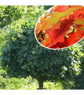 hêne des marais tige/Quercus palustris Green Dwarf