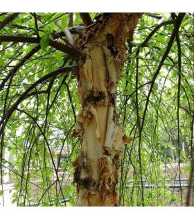 Bouleau noir tige /Betula nigra Summer Cascade