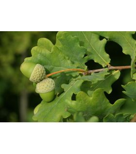hêne pédonculé tige/ Quercus robur