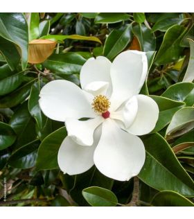 Magnolia grandiflora Galissonière tige /Magnolia à grandes fleurs