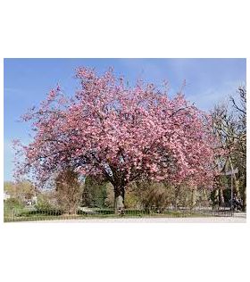 Cerisier à fleurs du Japon tige/Prunus serrulata Kanzan
