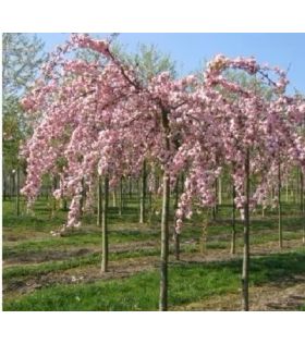 Cerisier à fleurs sur tige pleureur/Prunus serrulata Kiku Shidare Zakura