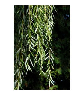 Salix sepulcralis 'Chrysocoma'  tige/saule pleureur