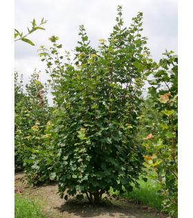 Érable à feuilles d'obier/Acer opalus