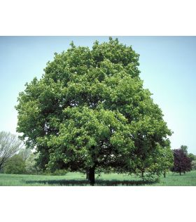 Acer platanoides/Érable plane