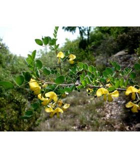 Colutea arborescens /Baguenaudier