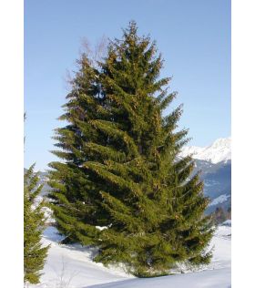 Picea abies /Epicea commun