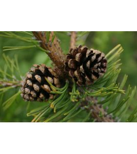 Pinus mugo/Pin des montagnes