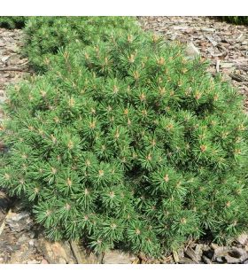 Pin à crochets /Pinus mugo subsp. uncinata