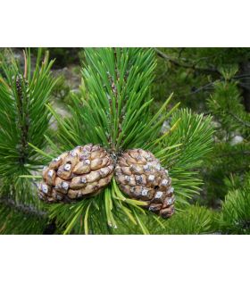 Pin à crochets /Pinus mugo subsp. uncinata