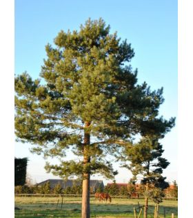 Pin sylvestre /Pinus sylvestris