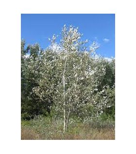 Populus alba /Peuplier blanc