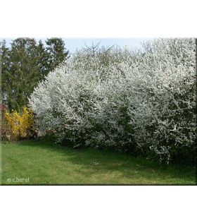 Prunellier /Prunus spinosa