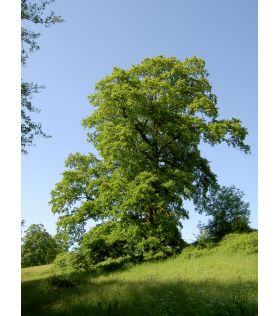 Quercus cerris /Chêne chevelu