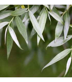 Salix alba /Saule blanc, argenté
