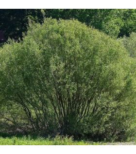 Salix daphnoides/ Saule faux daphné