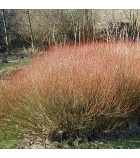 Osier rouge / Salix purpurea