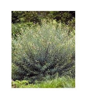 Osier rouge / Salix purpurea