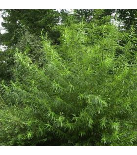 Salix viminalis / Saule des vanniers, saule osier