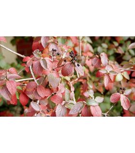 Viorne lantane / Viburnum lantana