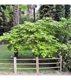 Érable du Japon / Acer japonicum Aconitifolium