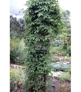 Akebia quinata / Akébie à cinq feuilles grimpante