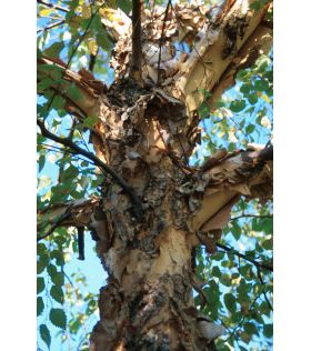Bouleau noir / Betula nigra Heritage