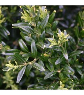 Buxus sempervirens 'Angustifolia' / Buis commun