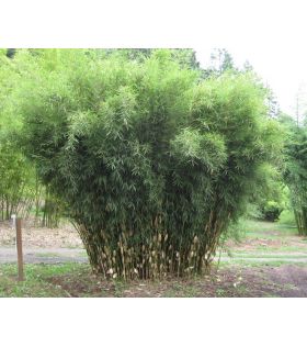 Fargesia robusta Campbell / Bambou non traçant