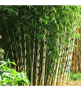 Fargesia robusta Campbell / Bambou non traçant