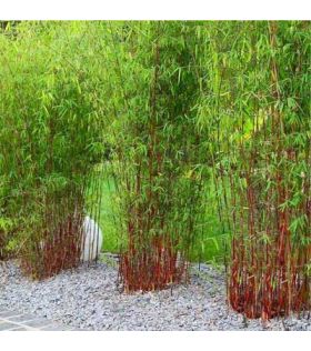 Fargesia scabrida Asian Wonder / Bambou non traçant