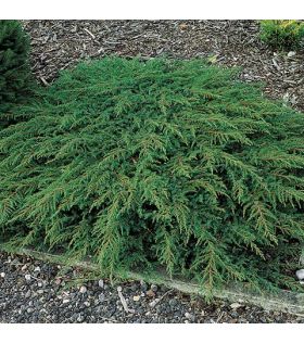 Genévrier commun / Juniperus communis Green Carpet couvre sol