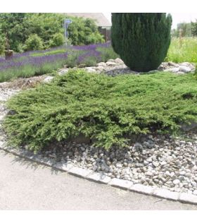 Genévrier commun / Juniperus communis Repanda couvre sol