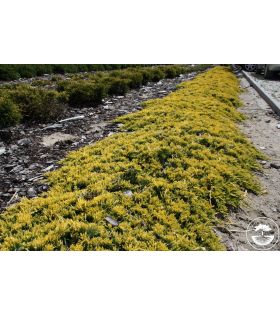 Genévrier rampant / Juniperus horizontalis Golden Carpet couvre-sol