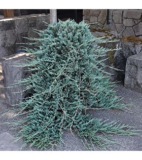 Genévrier rampant / Juniperus horizontalis Wiltonii