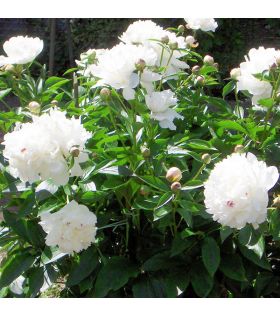 Paeonia x lactiflora / Pivoine de Chine, Pivoine herbacée